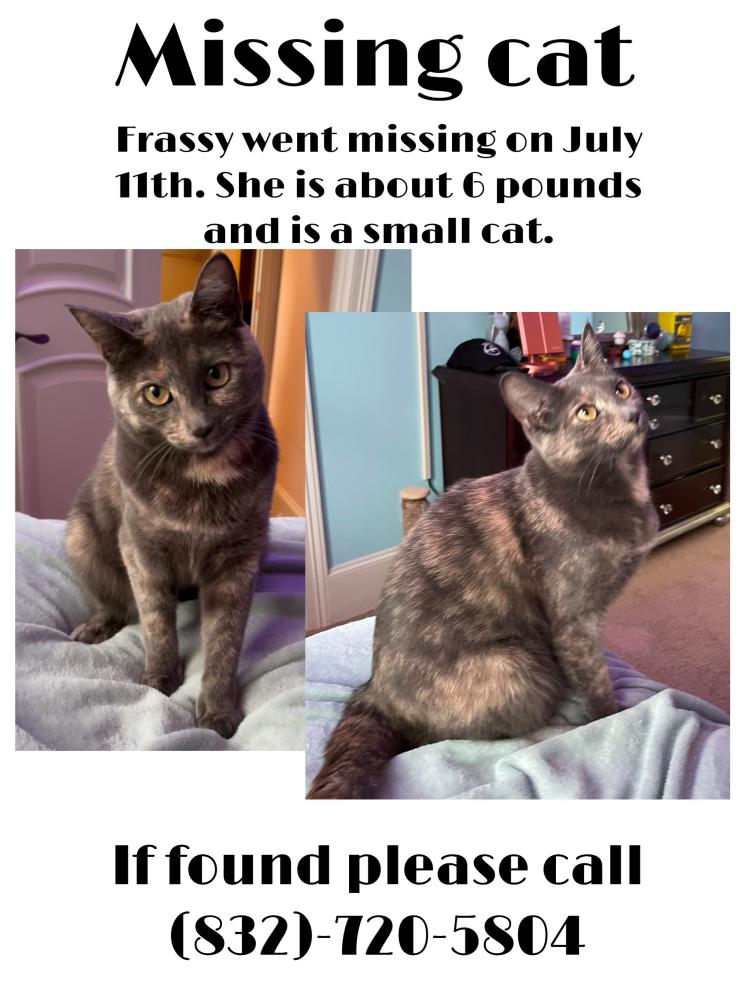 Image of Frassy, Lost Cat