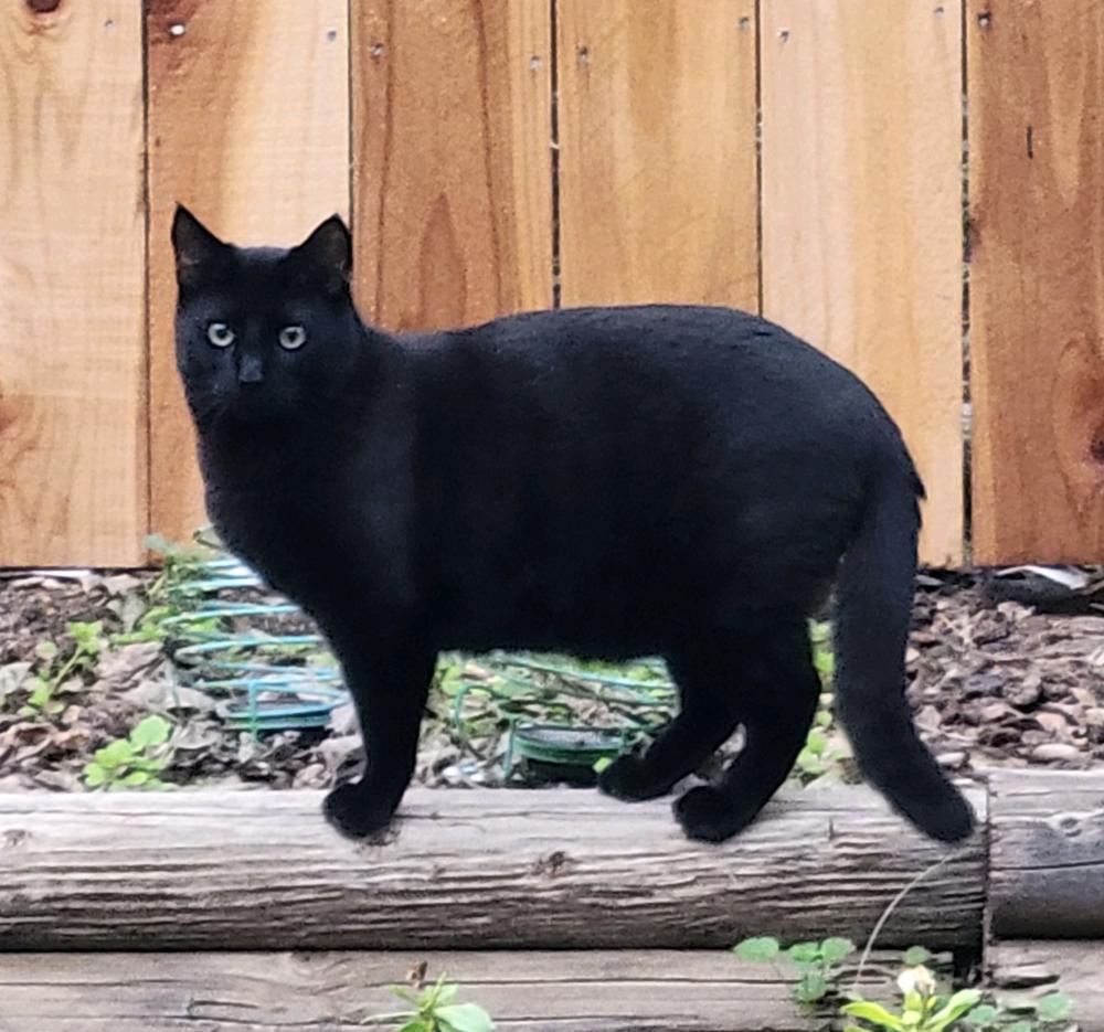 Image of Little Man, Lost Cat