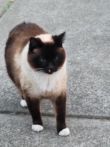 Image of Lillie, Lost Cat