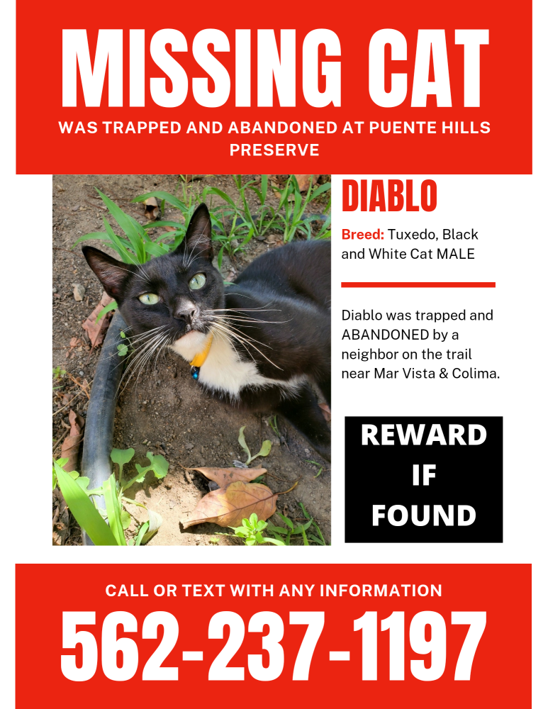 Image of Diablo, Lost Cat