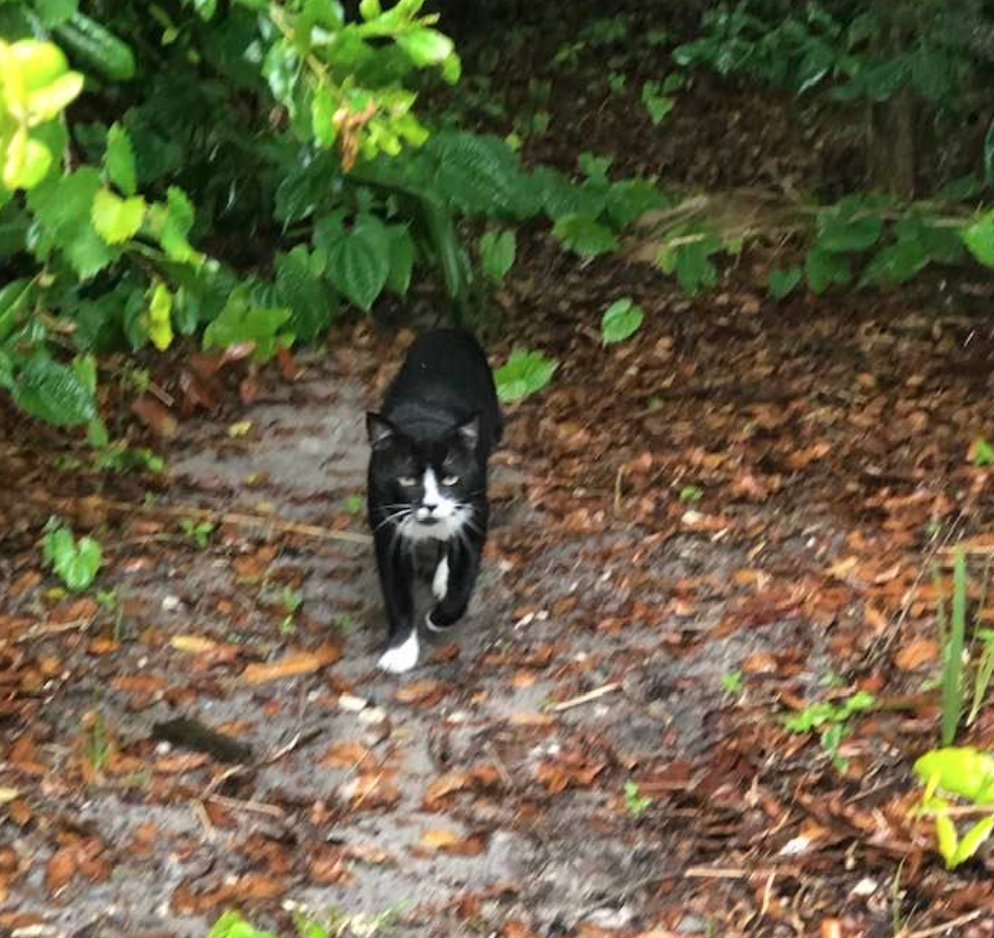 Image of Jessie James, Lost Cat