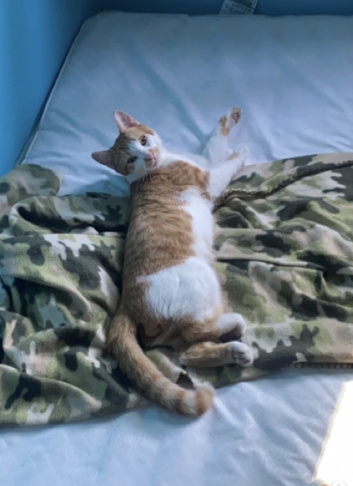 Image of Garfield, Lost Cat