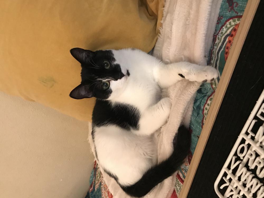 Image of Zara, Lost Cat