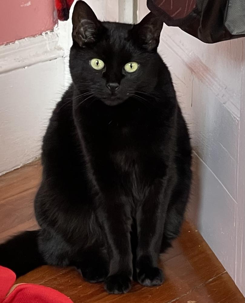 Image of Little Black, Lost Cat