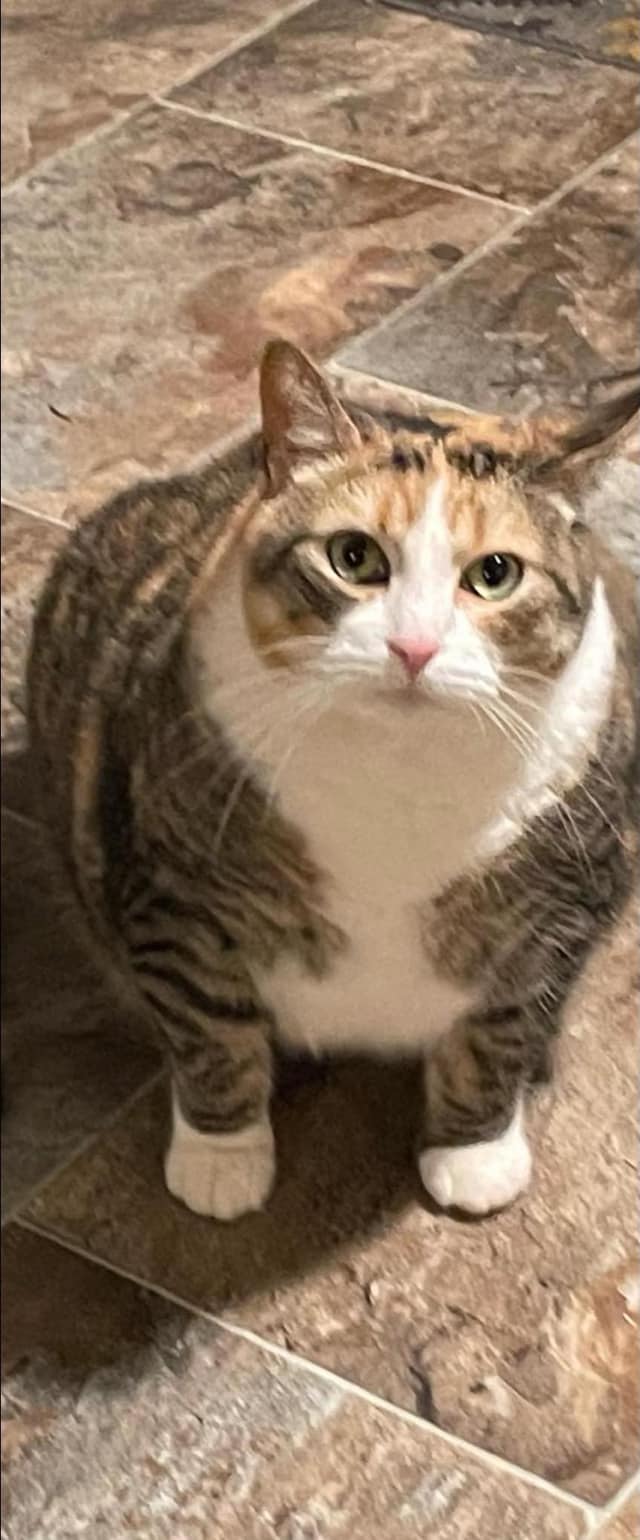 Image of Precious, Lost Cat