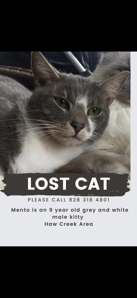 Image of Mento, Lost Cat