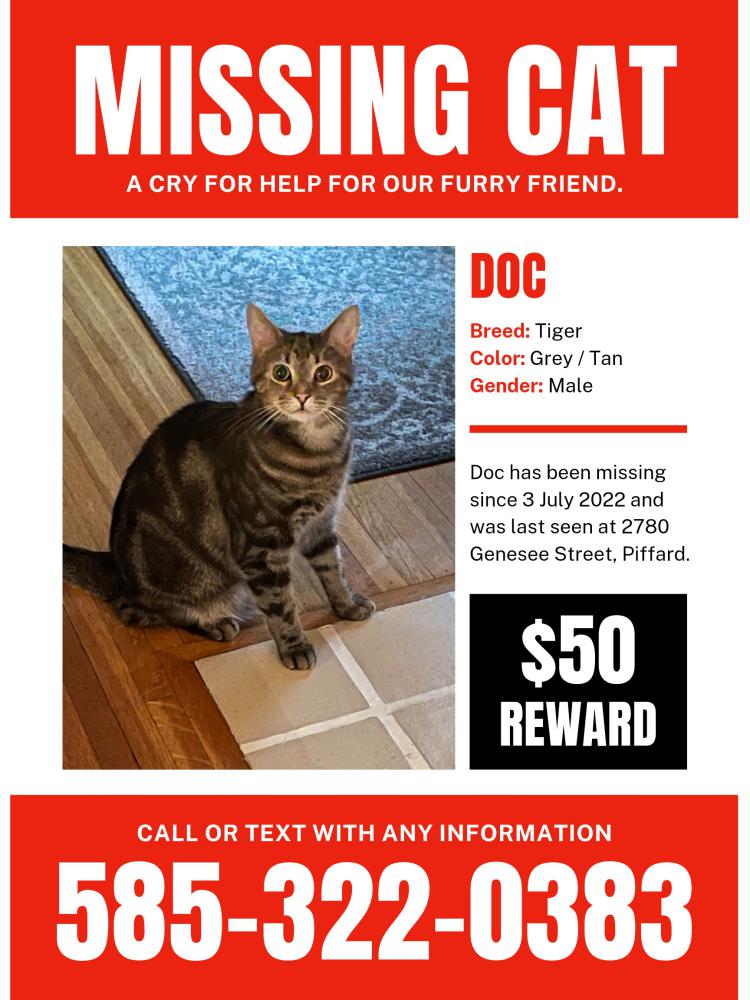 Image of Doc, Lost Cat