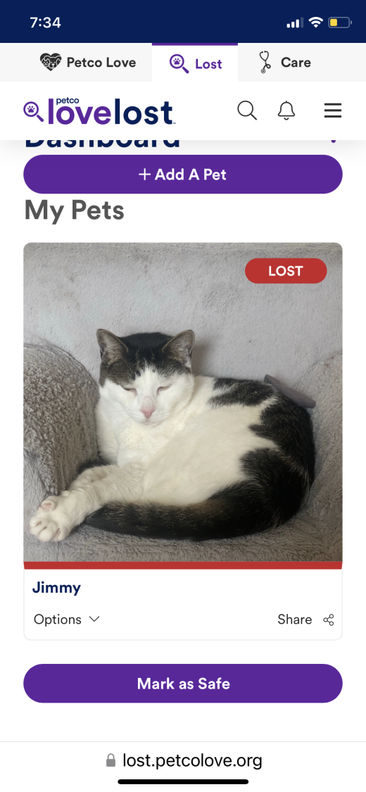 Image of Jimmy, Lost Cat