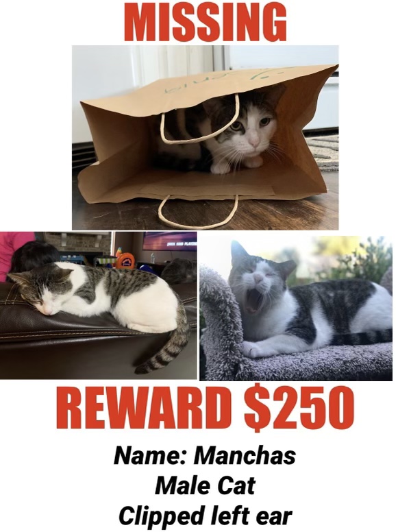 Image of Manchas, Lost Cat