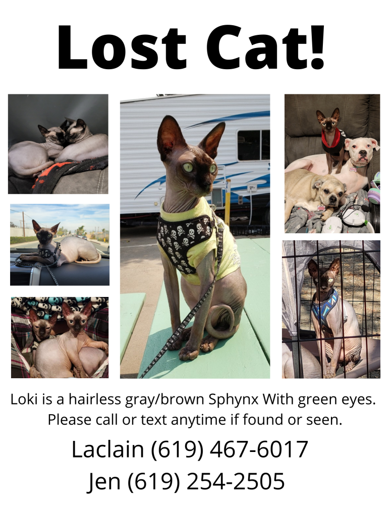 Image of Loki Graham, Lost Cat