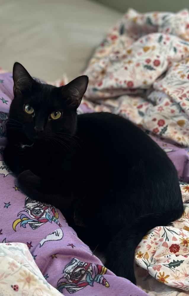 Image of Salem Thomas, Lost Cat