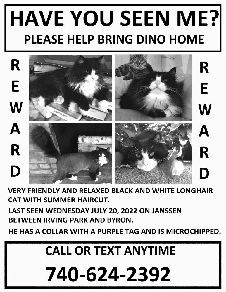 Image of Dino, Lost Cat