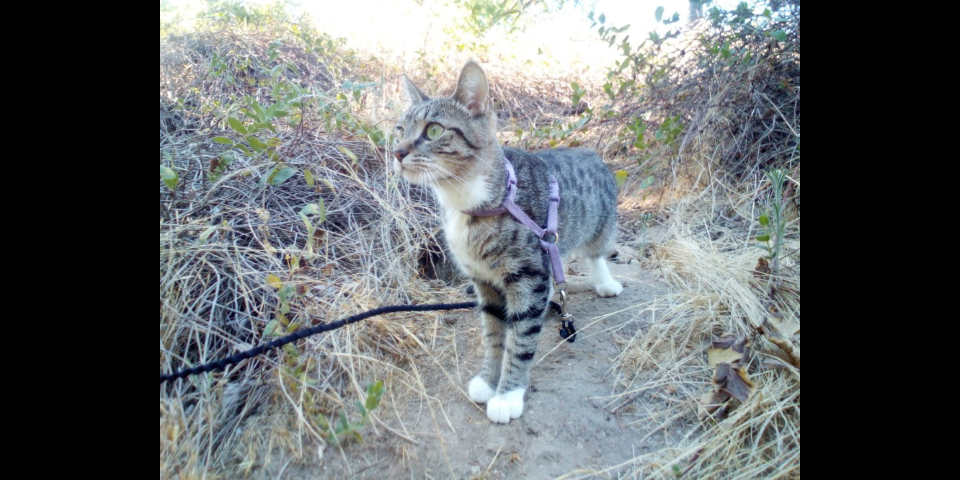 Image of Kaana, Lost Cat