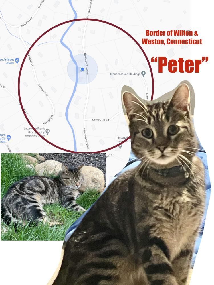 Image of PETER, Lost Cat