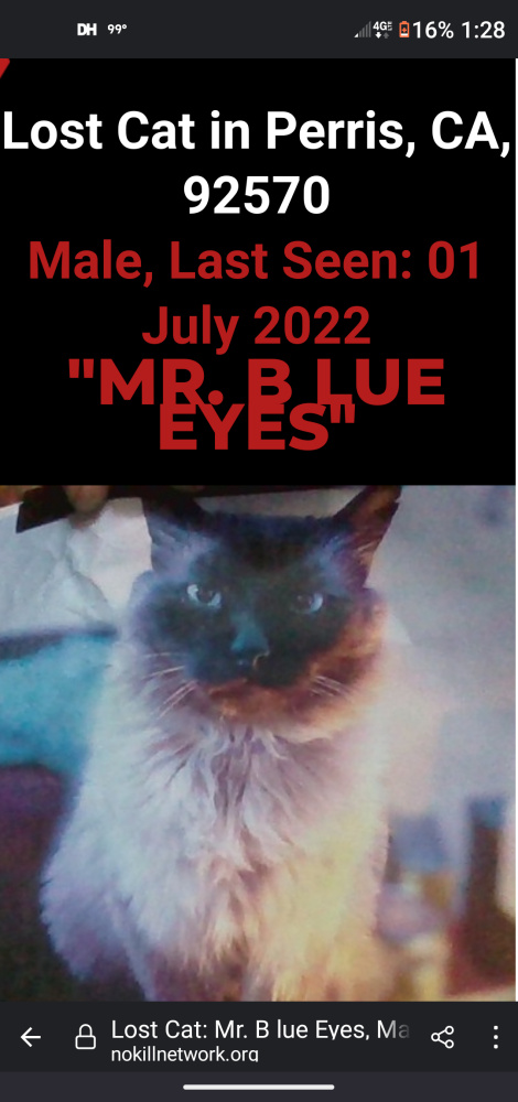 Image of Mr Blue eyes, Lost Cat