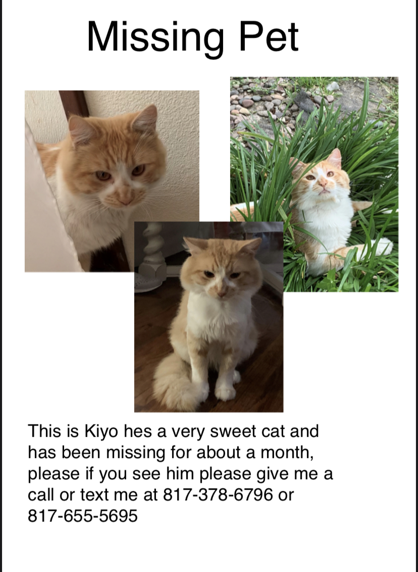 Image of Kiyo, Lost Cat