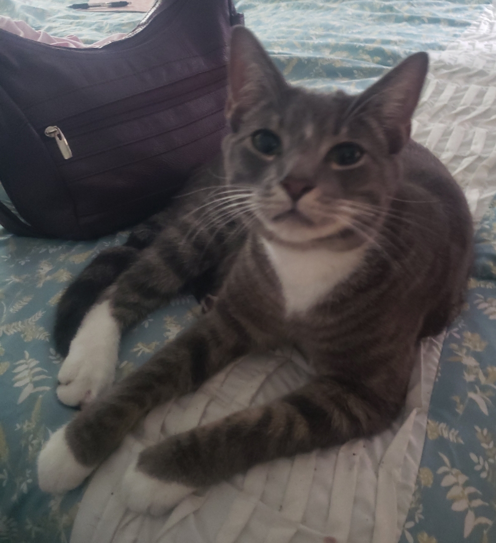 Image of Bizzy, Lost Cat