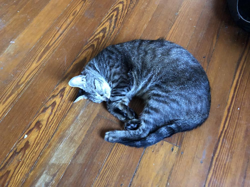 Image of Phineus, Lost Cat