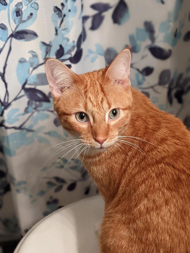 Image of Arthur, Lost Cat