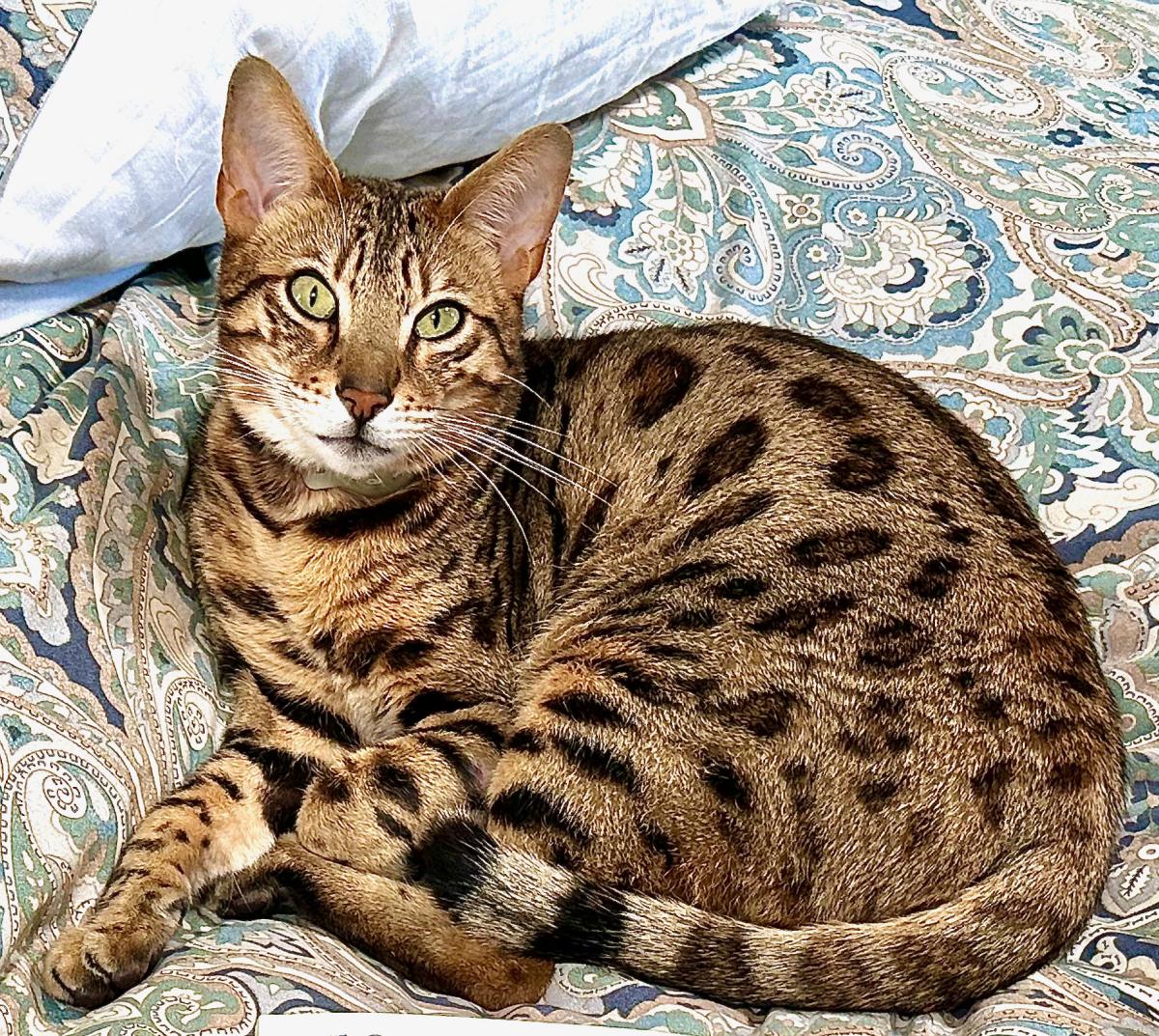 Image of Ballou, Lost Cat