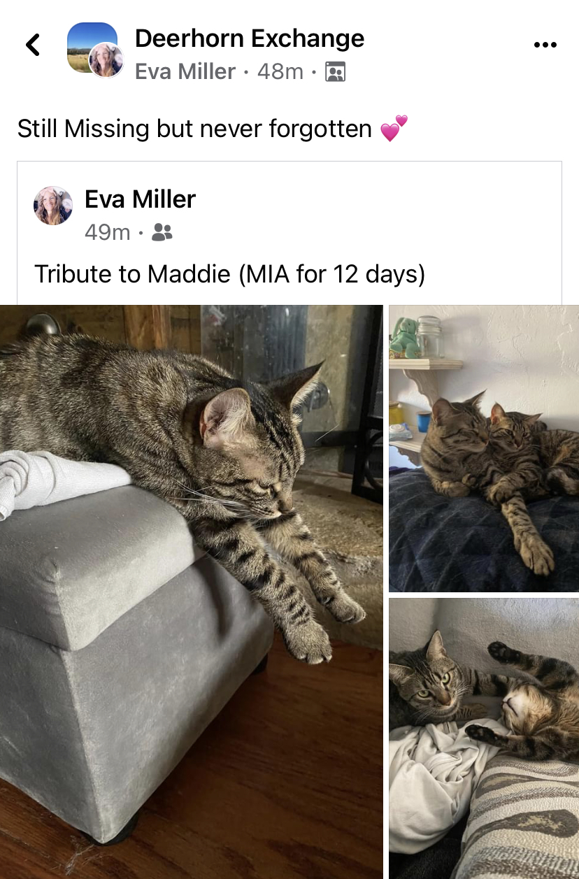 Image of Maddie, Lost Cat