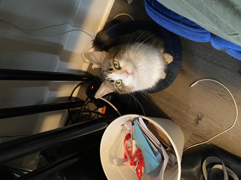 Image of MoMo, Lost Cat