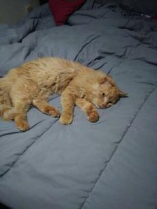 Image of Mew Mew Nier, Lost Cat