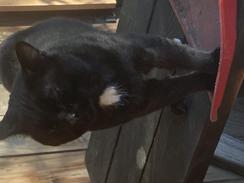 Image of Mystery, Lost Cat