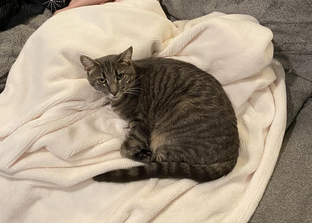 Image of Donut, Lost Cat