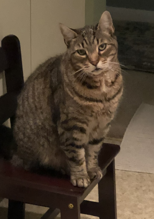 Image of Jeter, Lost Cat