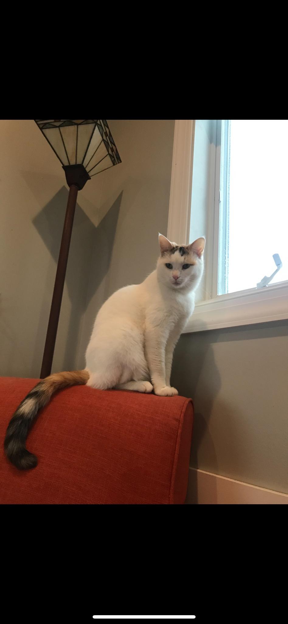 Image of Moci (Mo-chee), Lost Cat