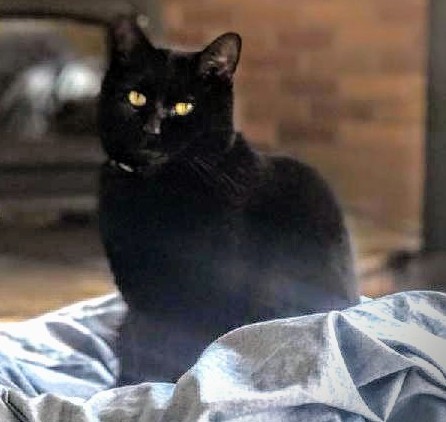 Image of Piper, Lost Cat
