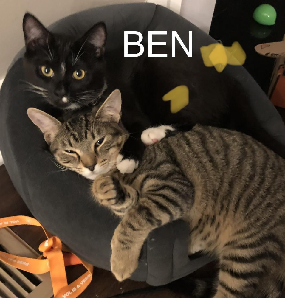 Image of Ben, Lost Cat