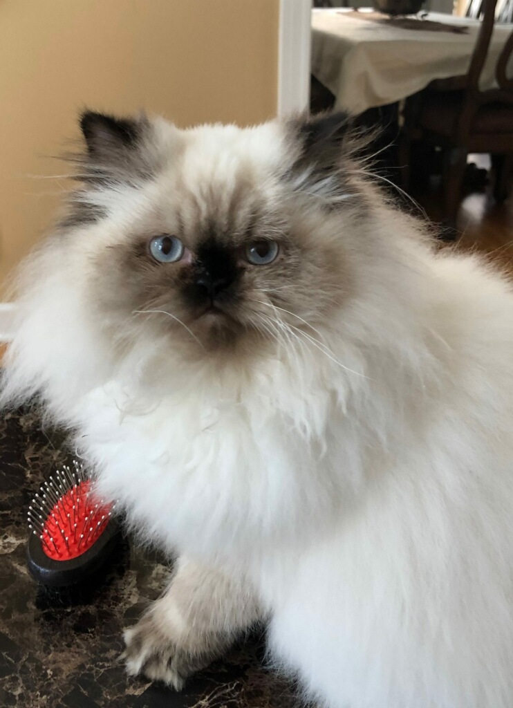Image of Floofers or Marie, Lost Cat