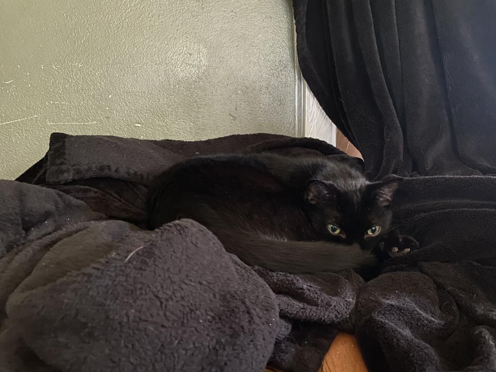 Image of Ichabod, Lost Cat