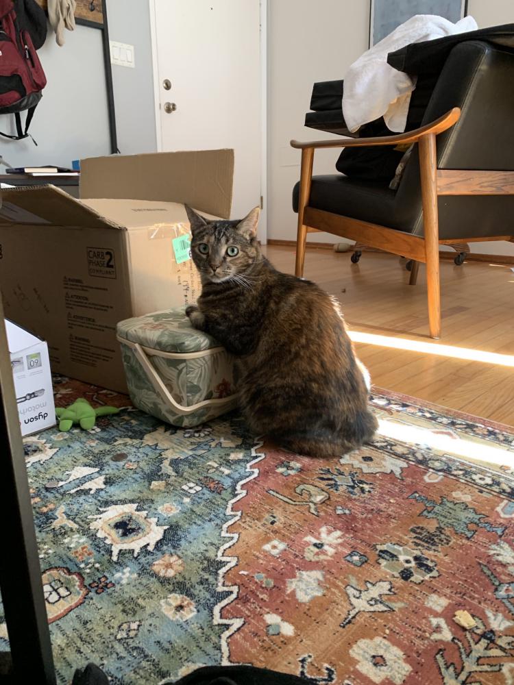 Image of Copper, Lost Cat