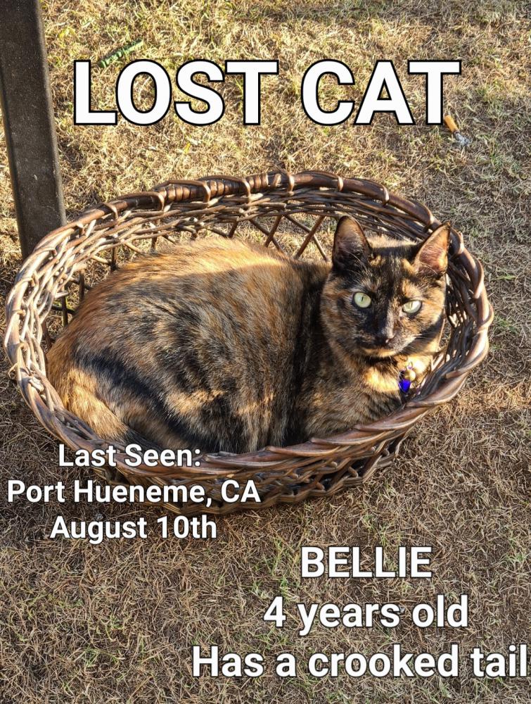 Image of Bellie, Lost Cat
