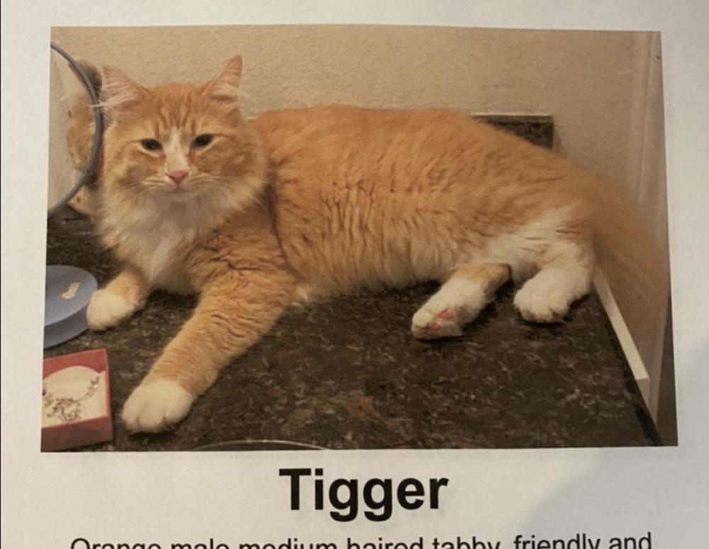 Image of Tigger, Lost Cat