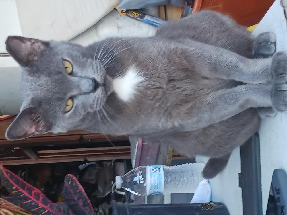 Image of Handsome, Lost Cat