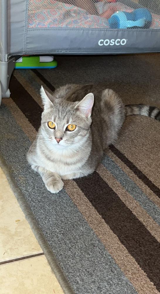 Image of Sofia, Lost Cat