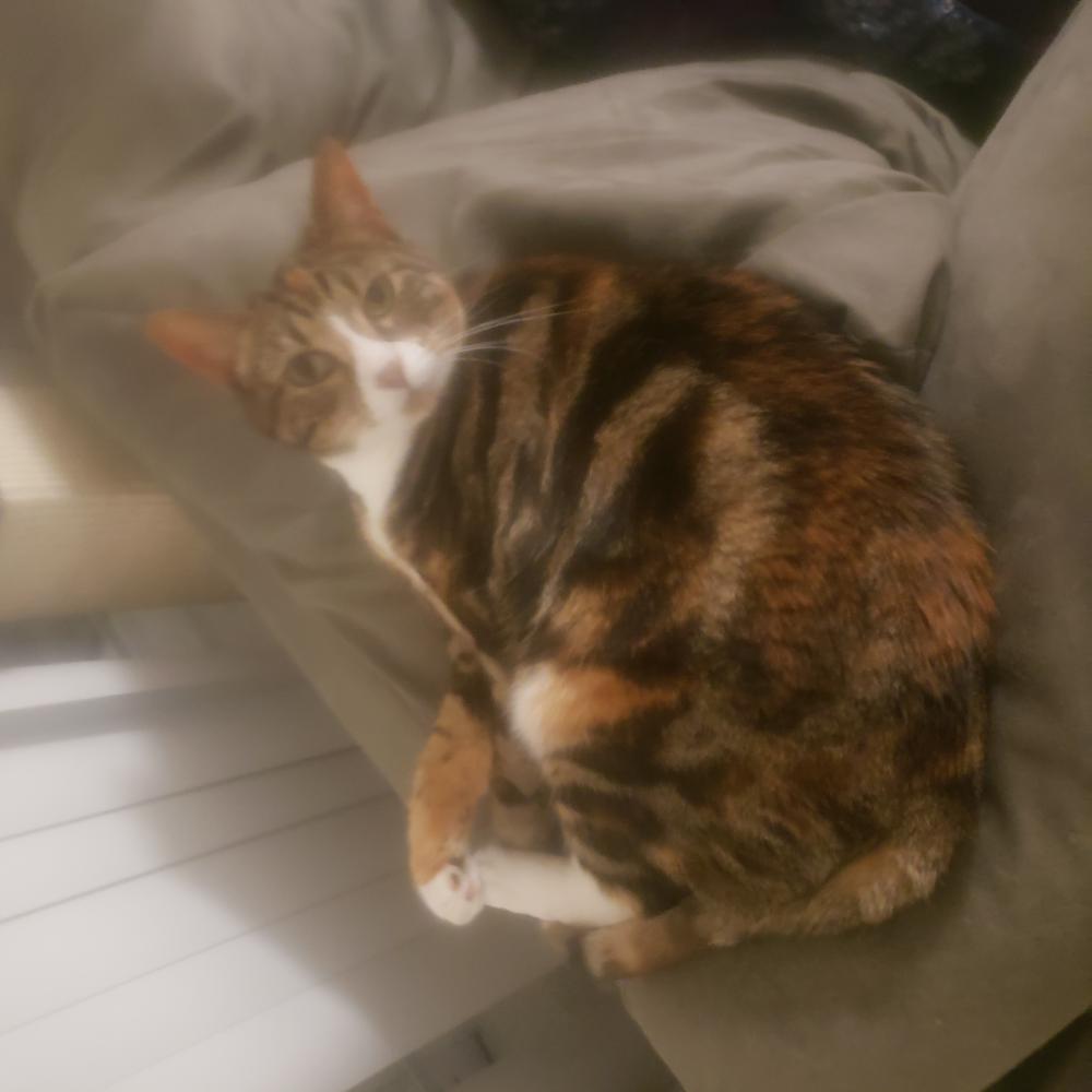 Image of Echo, Lost Cat