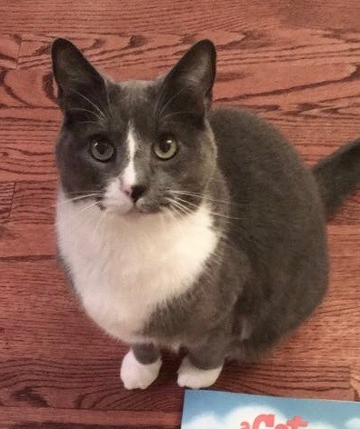 Image of Mouse, Lost Cat
