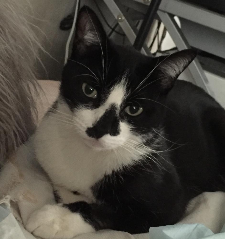 Image of Domino, Lost Cat
