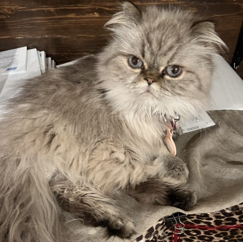 Image of Kaia, Lost Cat
