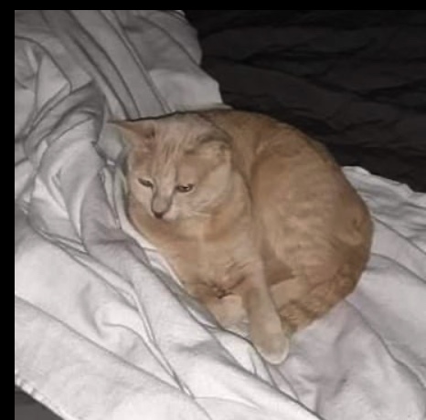 Image of Ginger Blossom, Lost Cat