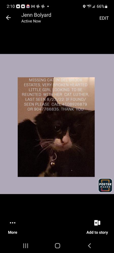 Image of Luther, Lost Cat