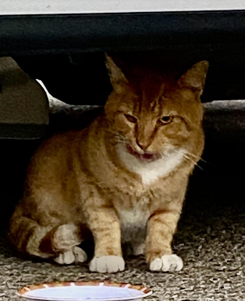 Image of ORANGE TABBY UNKNOWN, Found Cat