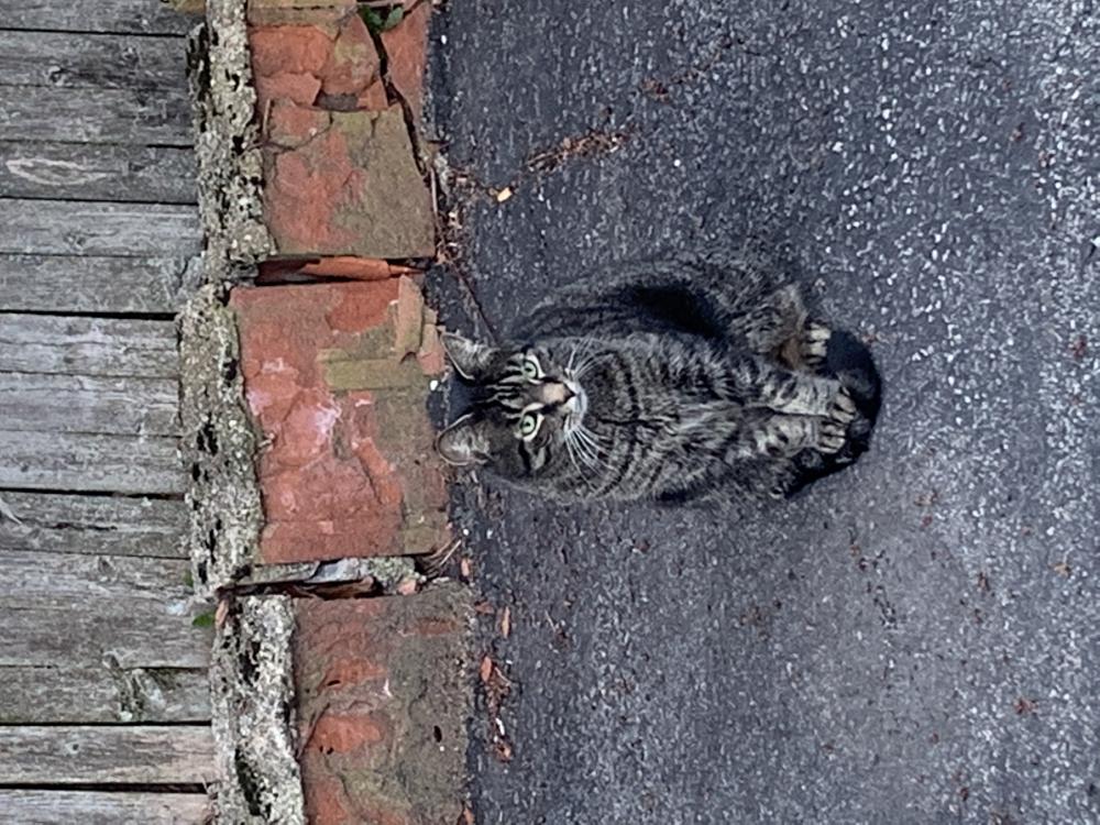 Image of Tiger Hardy, Lost Cat