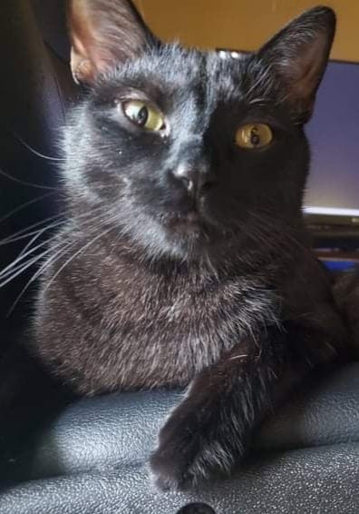 Image of Bam Bam, Lost Cat
