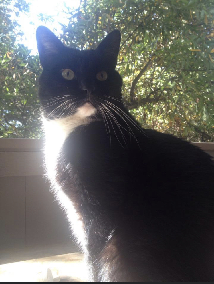 Image of Kittles, Lost Cat